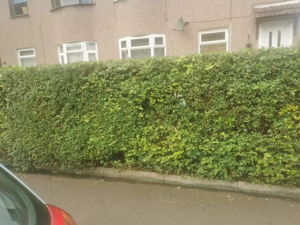 The same hedge trimmed to a flat face