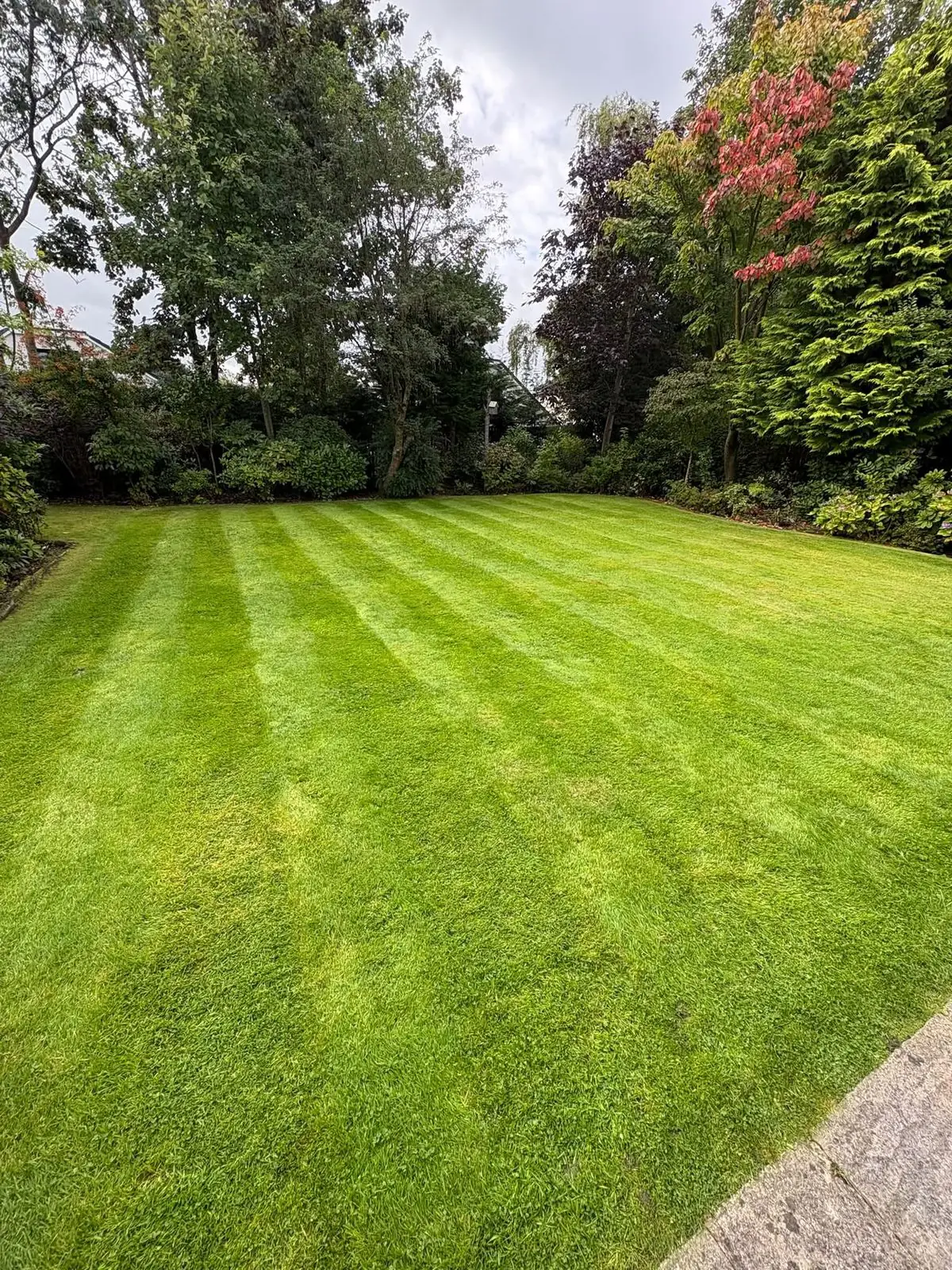 A large back lawn with fine stripes, a maple and conifers