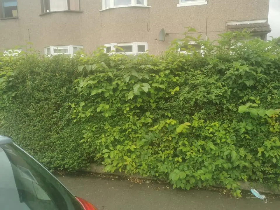 An overgrown hedge along a pavement below a pebble-dashed block of flats