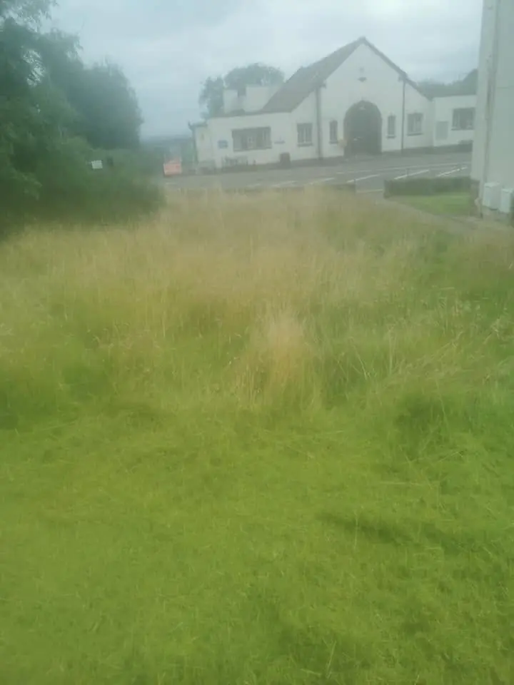 Long, dry overgrown grass in front of a white building