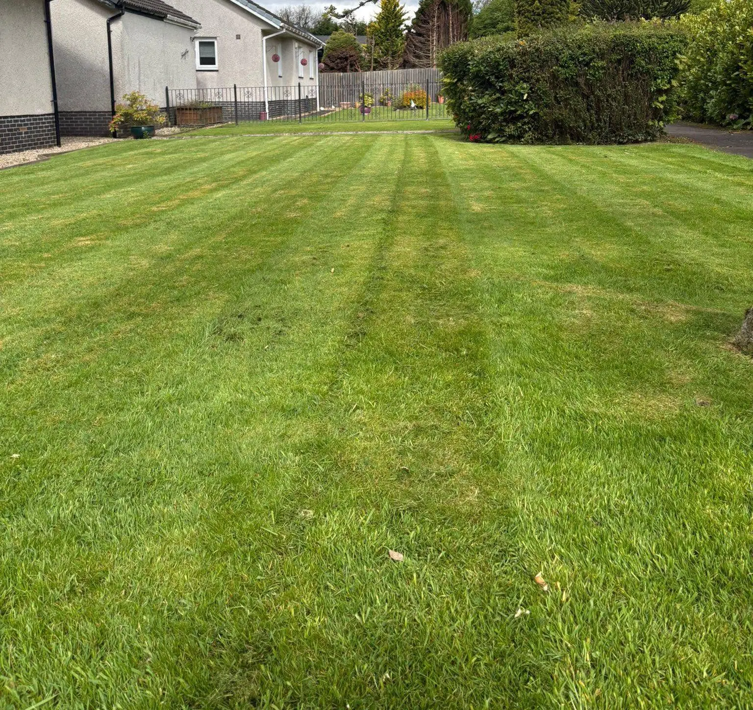 A striped front lawn and a clipped hedge in front of a bungalow