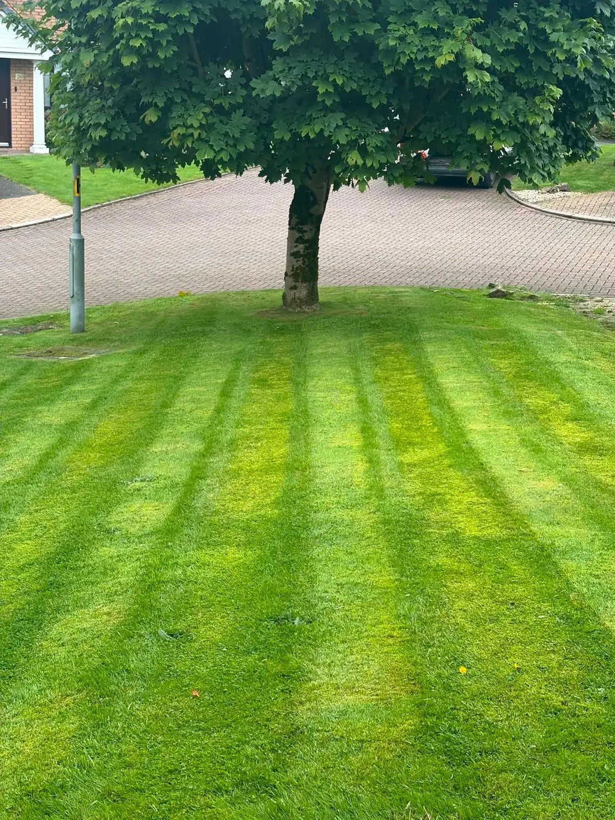 A striped lawn under a tree beside a paved cul-de-sac