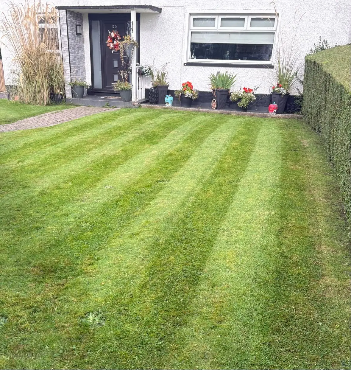 A boldly striped front lawn in front of a white house