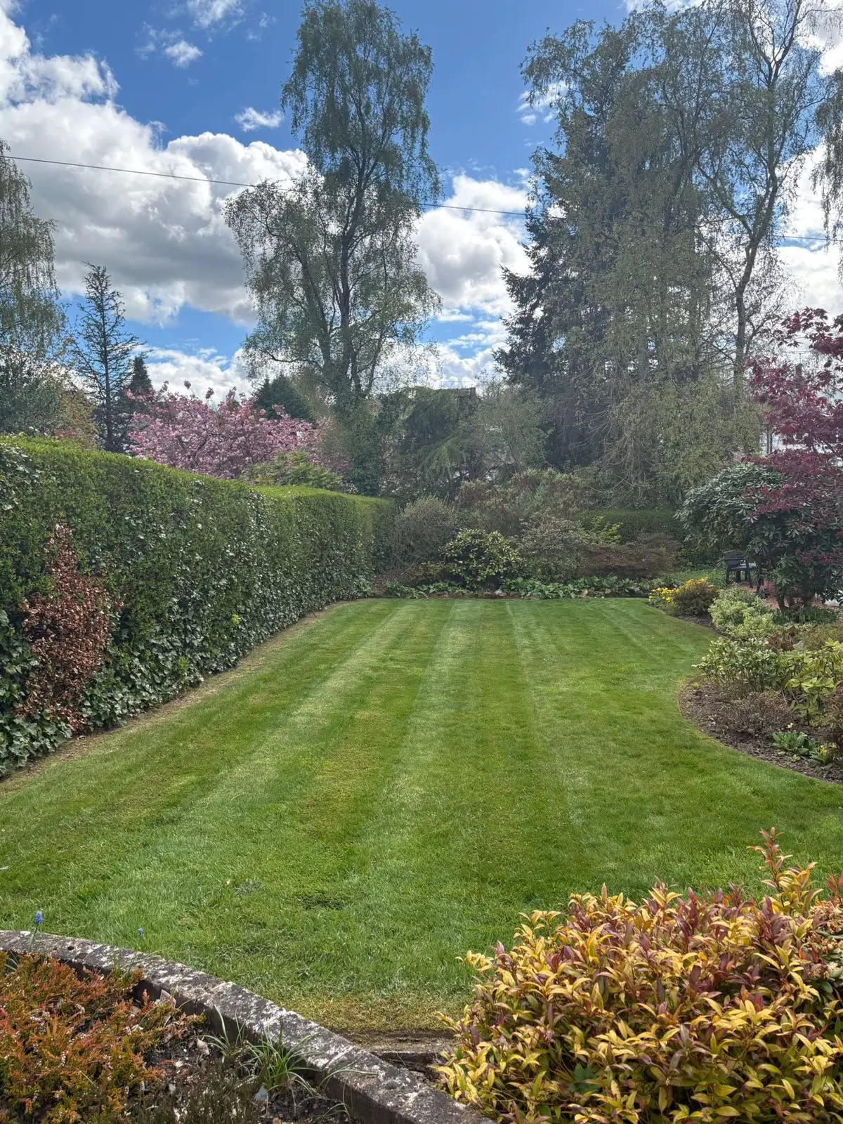 Striped back lawn with a curved border, cherry blossom and a red maple