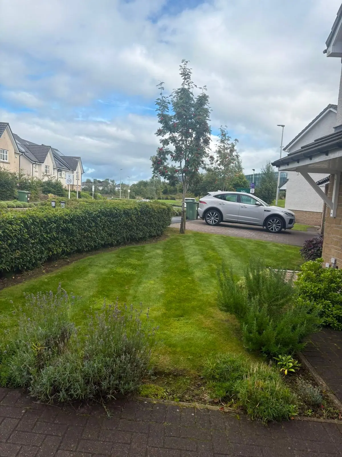 A new-build front lawn with a trimmed hedge and a lavender border